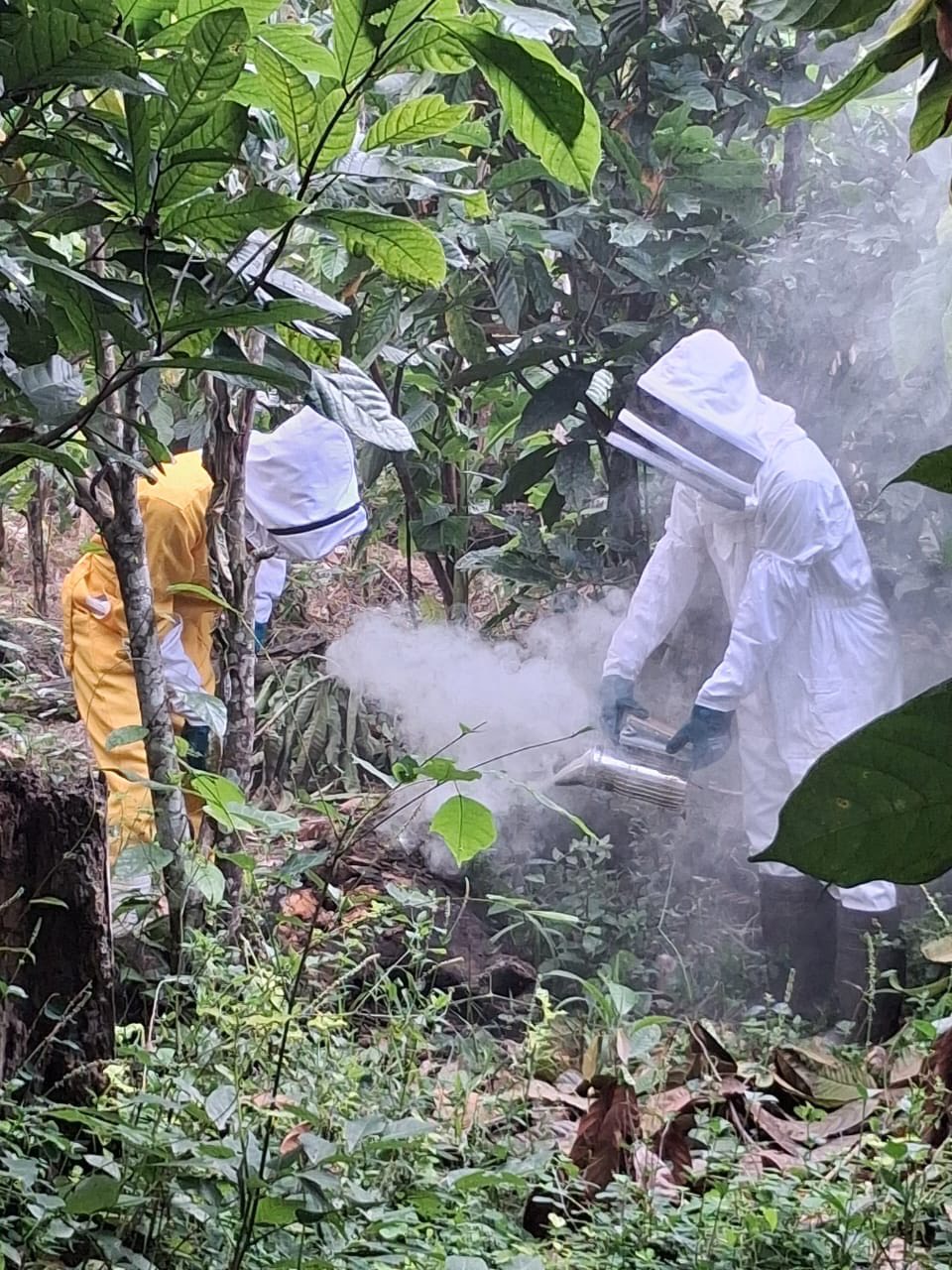 Beekeepers in protective suits using a smoker in an agroforestry setting