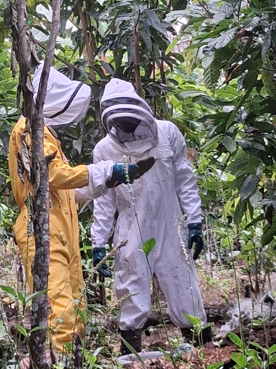 Beekeepers in protective suits examining plants in an agroforestry setting